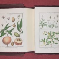 Lamarck's Botany. Complete 12 volumes, texts and plates - Image 10