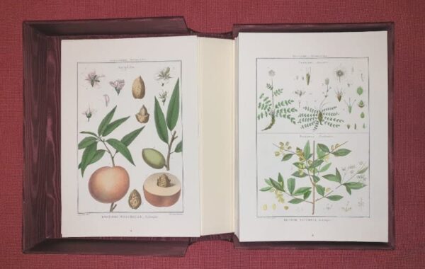 Lamarck's Botany. Complete 12 volumes, texts and plates - Image 10