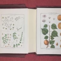 Lamarck's Botany. Complete 12 volumes, texts and plates - Image 11