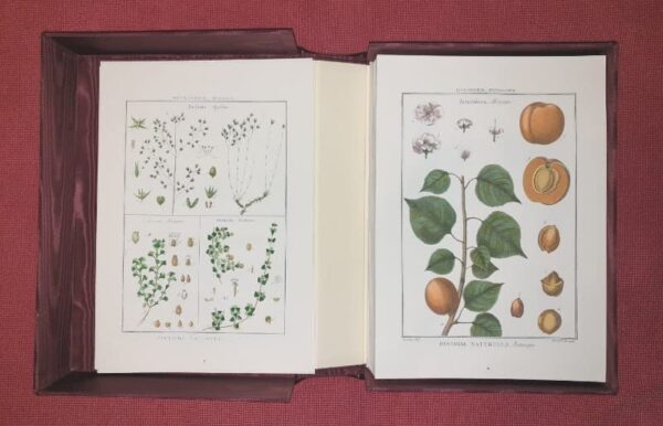 Lamarck's Botany. Complete 12 volumes, texts and plates - Image 11