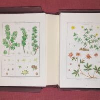 Lamarck's Botany. Complete 12 volumes, texts and plates - Image 12