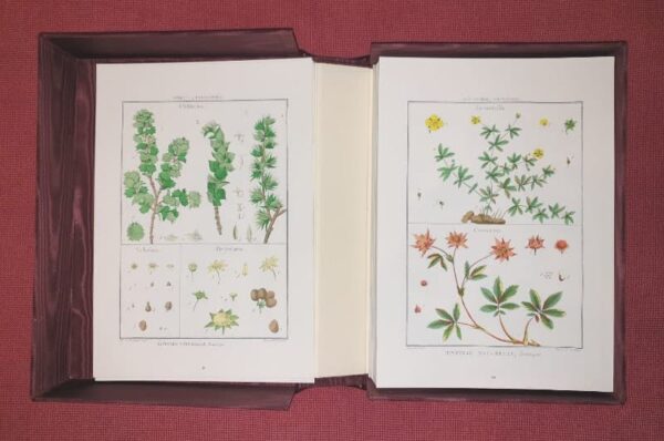Lamarck's Botany. Complete 12 volumes, texts and plates - Image 12