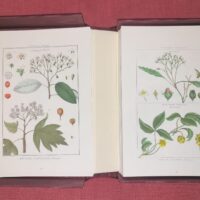 Lamarck's Botany. Complete 12 volumes, texts and plates - Image 13