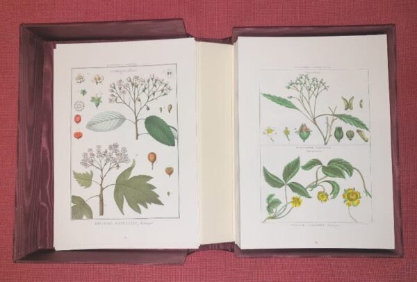 Lamarck's Botany. Complete 12 volumes, texts and plates - Image 13