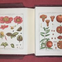 Lamarck's Botany. Complete 12 volumes, texts and plates - Image 8