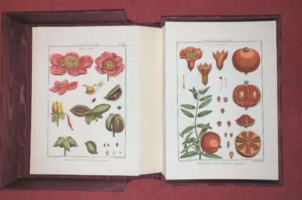Lamarck's Botany. Complete 12 volumes, texts and plates - Image 8