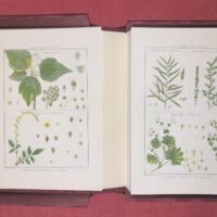 Lamarck's Botany. Complete 12 volumes, texts and plates - Image 9