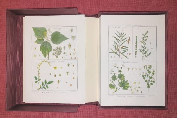 Lamarck's Botany. Complete 12 volumes, texts and plates - Image 9